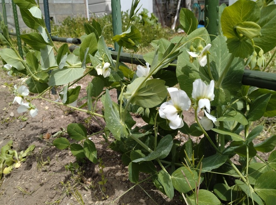 絹さやの花