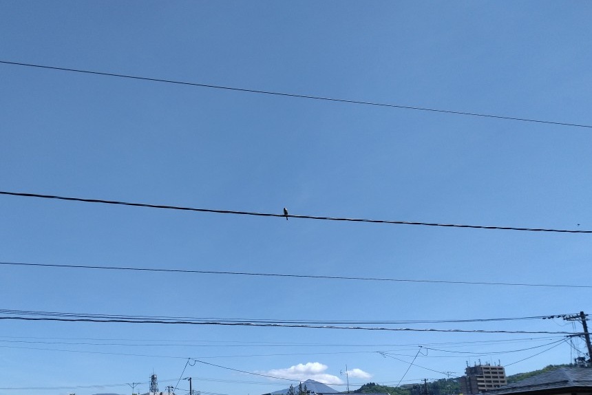 スズメ