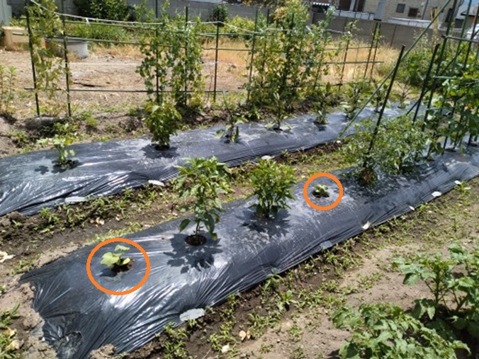 かぼちゃ間引き後