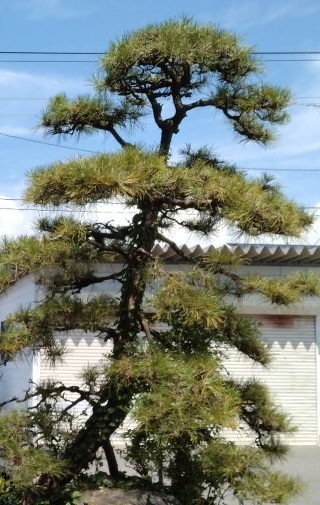 松