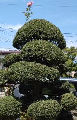 つげ