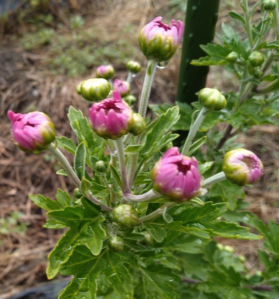 菊