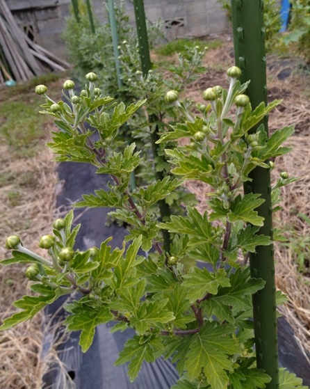 菊